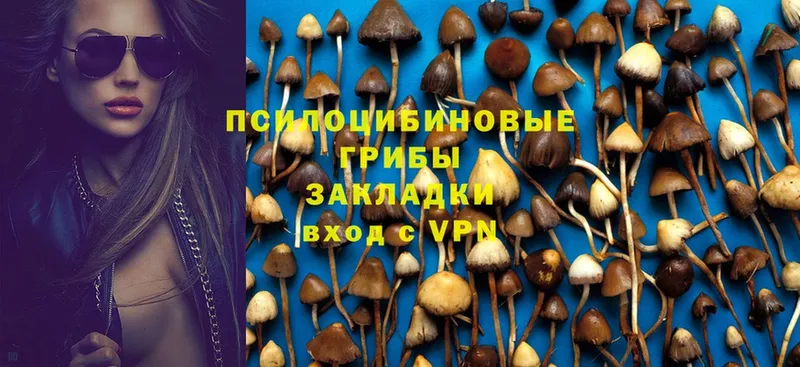 где купить наркотик  Ступино  Галлюциногенные грибы Psilocybe 